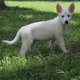 Lime Green - White female German Shepherd puppy in Bexar County, Texas from Scenic Creek German Shepherds and White Swiss Shepherds