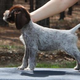 German Wirehaired Pointer Puppies from Afterhours German Wirehaired Pointers