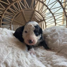 Moo moo - Black tri-color male Australian Shepherd puppy in Grants Pass, Oregon from Carmel Mountain Aussies