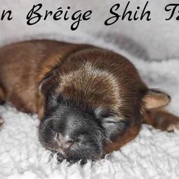 AKC Red Female (Hot Pink Collar) - Red female Shih Tzu puppy in Las Vegas, Nevada from Beirin Breige Shih Tzus