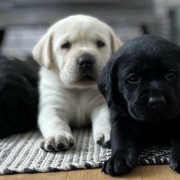 Labrador Retrievers from Central Montana Gun Dogs