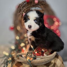 Black tri toy - Black tri male Miniature Australian Shepherd puppy in Russellville, Alabama from Star B Cattle and Aussies