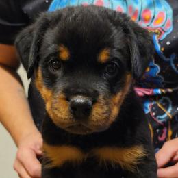 Hamilton - Black and mahogany male Rottweiler puppy in Oregon from Hildegarde Kennels