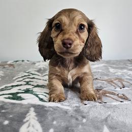 Female 2 (CBC) - Cream female Dachshund puppy in Belle Rive, Illinois from Akin's Miniature Dachshunds, LLC