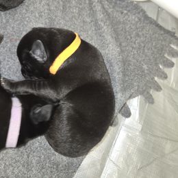 Orange collar Boy 4 - Labrador Retriever puppy from Foundation Retrievers