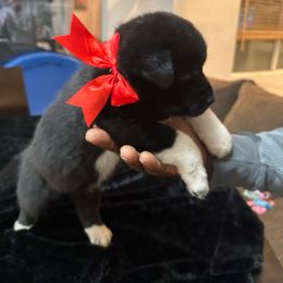 Red - Black Akita puppy in Las Vegas, Nevada from Gloe Akita's