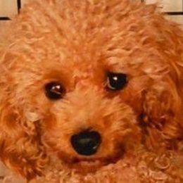 Cici - Biewer Terrier