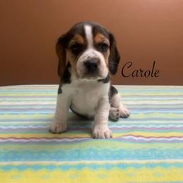 Carole - Black tan and white female Beagle puppy in St. Cloud, Minnesota from Beagle Blessings