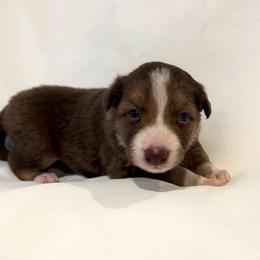 Brodie - Chocolate male Border Collie puppy in Paris, Texas from Broadmoor Farm