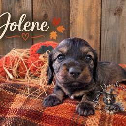 Jolene - Cream female Dachshund puppy in Hockley, Texas from Shans Down Home Doxies
