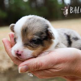 Baloo - Blue merle and white male American Corgi puppy in Star City, Arkansas from T4 Farms