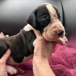 Name pending - Mantle male Great Dane puppy in Cadillac, Michigan from Garrow Danes House of Blues