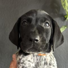German Shorthaired Pointers from Switchback Kennels
