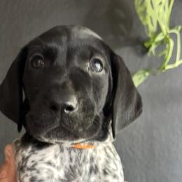 German Shorthaired Pointers from Switchback Kennels