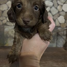 Dot - Chocolate female Dachshund puppy in White Cloud, Michigan from West Michigan Dachshund