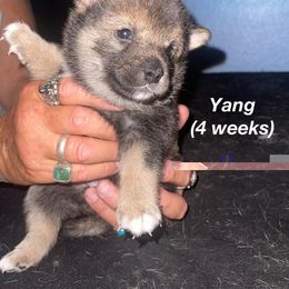 Shiba Inu Puppies from ScrapiShibas