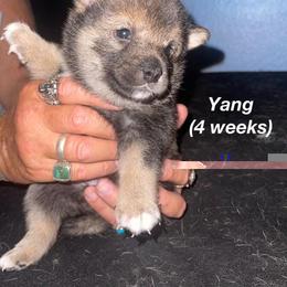 Shiba Inu Puppies from ScrapiShibas