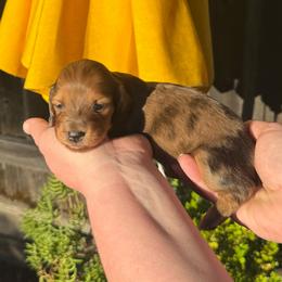 Shaded Red Dapple Female - Dapple female Dachshund puppy in Santa Rosa, California from Signature Mini Dachshunds