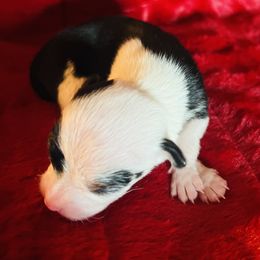 Girl 1 - female Chihuahua puppy in Framingham, Massachusetts from Boston Chi Chis