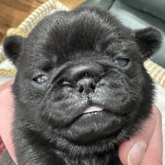 Girl All Black - Black female Pug puppy in Troutman, North Carolina from Ohana Pugs
