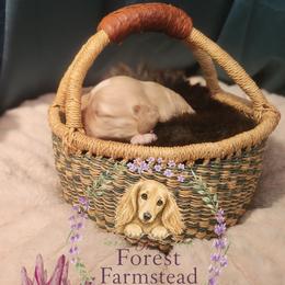 Dahlia - Cream female Dachshund puppy in Poulsbo, Washington from Forest Farmstead Dachshunds