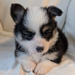 Raven - Fluffy girl - Black and tan female Pembroke Welsh Corgi puppy in Poteau, Oklahoma from Half-Pint Corgis