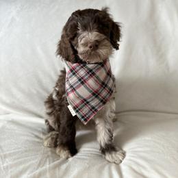Labradoodle Puppies from Raising Doodles