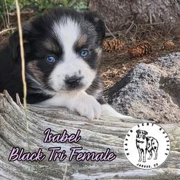 Isabel - Black tri female Miniature Australian Shepherd puppy in Jaroso, Colorado from Heaven Sent Aussies