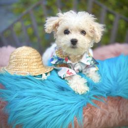 Handsome - White male Bichon Frise puppy in Upland, California from Prime Paradise Kennel