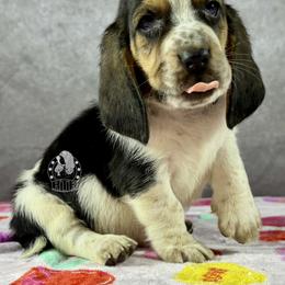 Be Mine - Black white and brown male Basset Hound puppy in Dingess, West Virginia from Tuckers' Howling Hounds