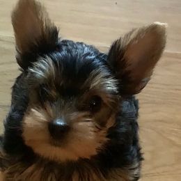 Yorkshire Terrier Puppies from YorkiStars