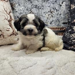 Girl 1 - Fawn sable female Havanese puppy in Deer Park, Washington from Mt. Top Havanese