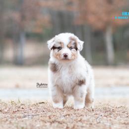 Ike - Red merle male Australian Shepherd puppy in Woodford, Virginia from Skyborne Australian Shepherds
