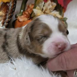 Ruby Red Slippers aka Slipper - female Australian Shepherd puppy in Sparta, Tennessee from SugarWood Australian Shepherds