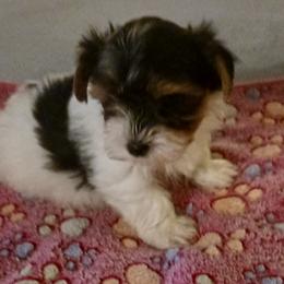 Noble Legacys Precious Reba Rae - Black tan and white female Biewer Terrier puppy in Vancouver, Washington from Noble Legacy Biewers
