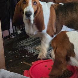 Betsy we call her Bitty - Black white and brown female Basset Hound puppy in Russellville, Kentucky from Morse's Basset Hounds