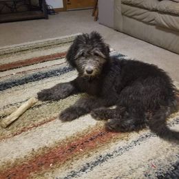 Aussiedoodle and Sheepadoodle Puppies from Neudoodles