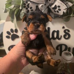Lexi - Black and gold female Yorkshire Terrier puppy in Clermont, Florida from Bella's Prissy Butts