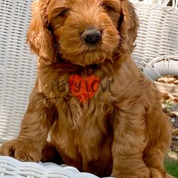 Aussiedoodle, Bernedoodle, Cockapoo, and Goldendoodle Puppies from Puppy Love Doodles