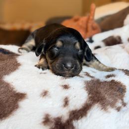 Daphne - Black and cream female Dachshund puppy in Hornbeck, Louisiana from A&Z Mini Dachshunds