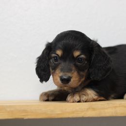 Yeti - Black and tan male Dachshund puppy in Alto, Texas from Prima Dachshunds