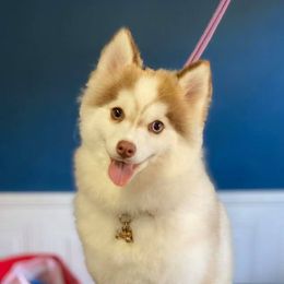 Chloe - Pomsky