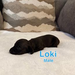 Loki - Black male Dachshund puppy in Atwater, California from Dachshunds of cali