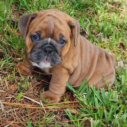 Sabrina - Red and white female Bulldog puppy in Lakeland, Florida from Fur Love And Puppies