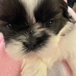 Girl3Duchess - Red and white female Shih Tzu puppy in Madras, Oregon from Maridee’s ShihTzu