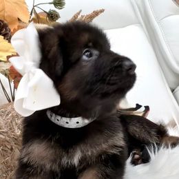 3 SILVER - Black and red male German Shepherd puppy in Davie, Florida from Vom Broward Haus