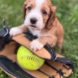 Yoshi blue male - Red male Cocker Spaniel puppy in Howe, Indiana from A&J Kennel