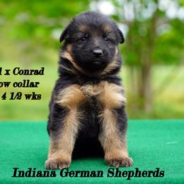 Rainbow collar long coat - Black and red German Shepherd puppy in Chrisney, Indiana from Indiana German Shepherds