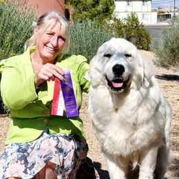 Vava - Great Pyrenees