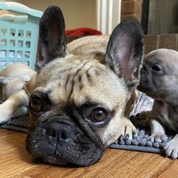 French Bulldogs from Chattahoochee French Bulldogs